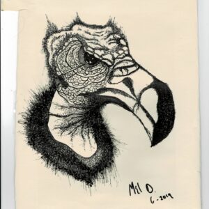 Beloved Vulture